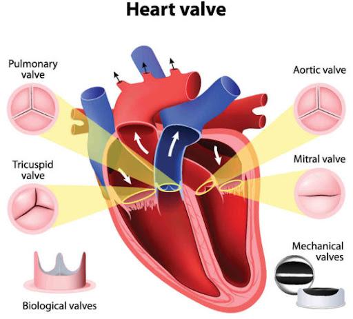 avr-includes-mechanical-valve