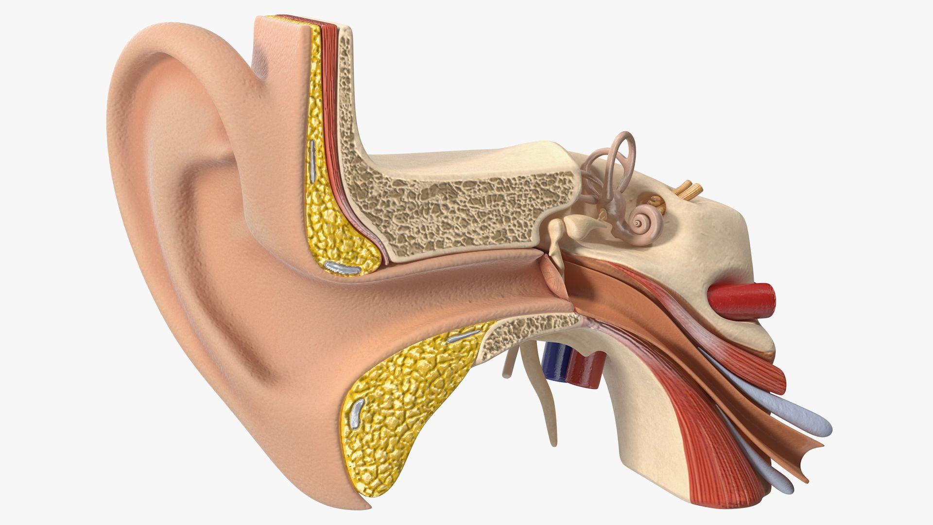 mastoidectomy-tympanoplasty