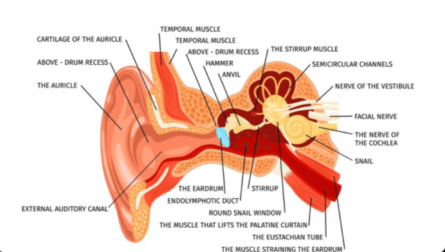 Stapedectomy-Surgery